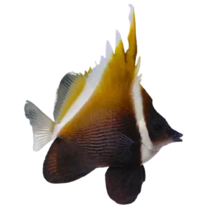 Heniochus Butterflyfish
