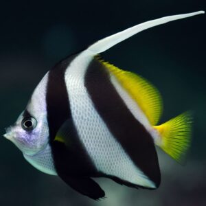 Heniochus Black & White Butterflyfish