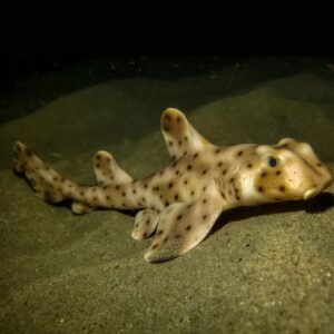 Horn Shark