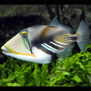 Humu Picasso Triggerfish