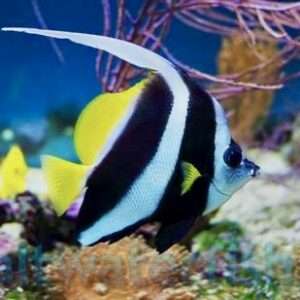 Heniochus Butterflyfish