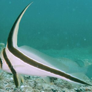 Jackknife Fish