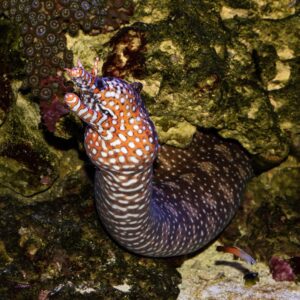 Japanese Dragon Eel