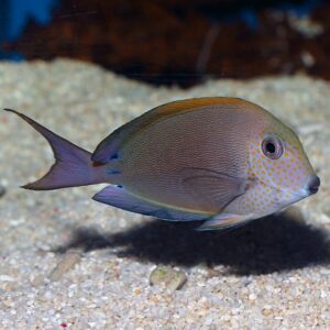 Lavender Tang