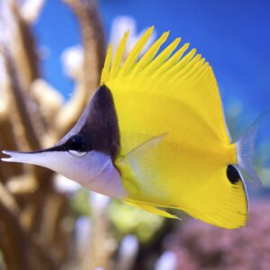 Longnose Butterflyfish