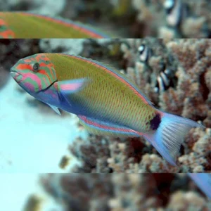 Lunare Wrasse