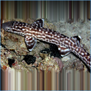 Marbled Cat Shark