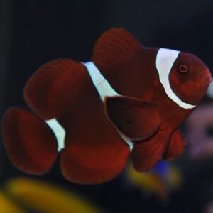Maroon Clownfish