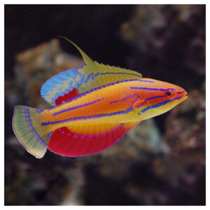 McCosker's Flasher Wrasse