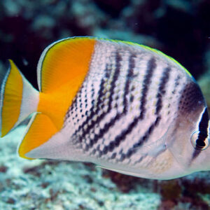 Mertensii Butterflyfish