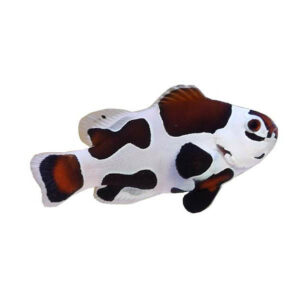 Captive-Bred Mocha Clownfish