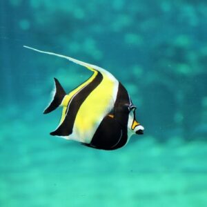 Moorish Idol EXPERT ONLY