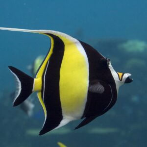 Moorish Idol EXPERT ONLY