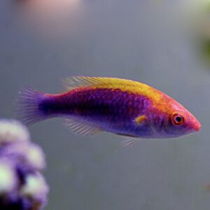 Multicolor Lubbock's Fairy Wrasse