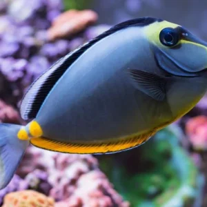 Naso Tang