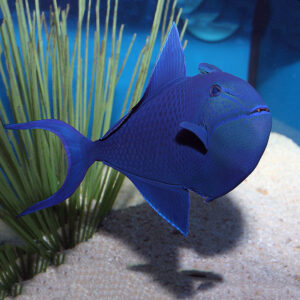 Niger Triggerfish