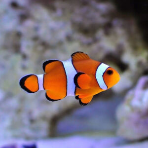 Ocellaris Clownfish