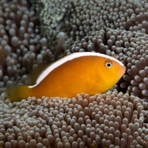 Orange Skunk Clownfish