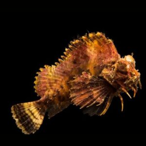 Orangebanded Stingfish