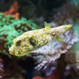 Stars & Stripes Puffer