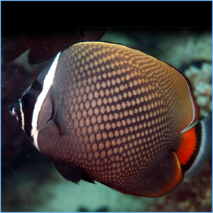 Pakistan Butterflyfish