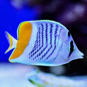 Pearlscale Butterflyfish
