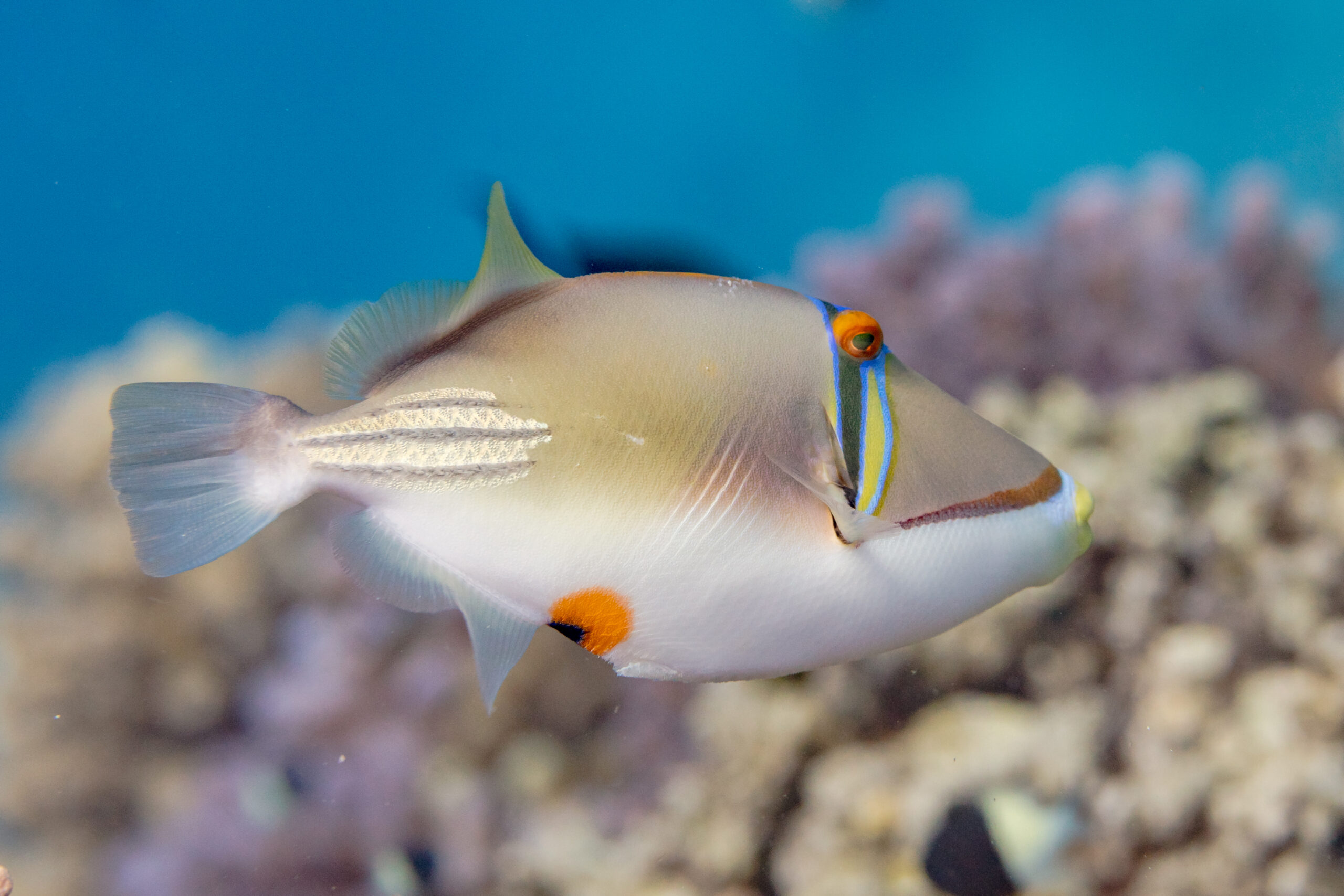 Assasi Triggerfish