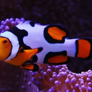 Picasso Percula Clownfish