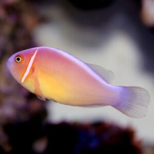 Pink Skunk Clownfish
