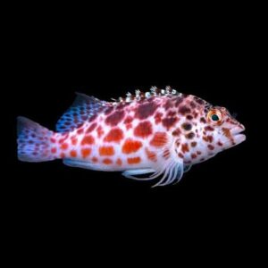 Pixy/Spotted Hawkfish