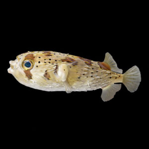 Porcupine Puffer