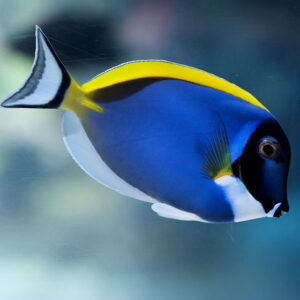 Powder Blue Tang