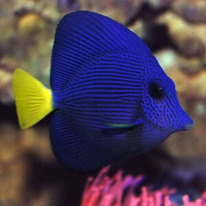 Purple Tang Paratus Red Sea