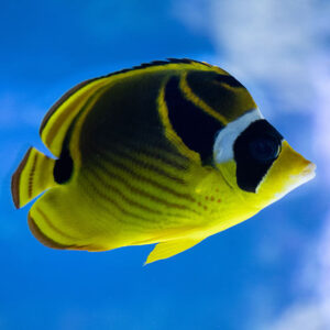 Raccoon Butterflyfish
