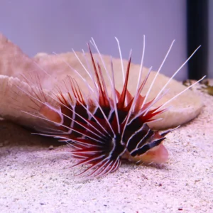 Radiata Lionfish