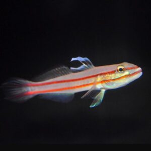 Railway Goby