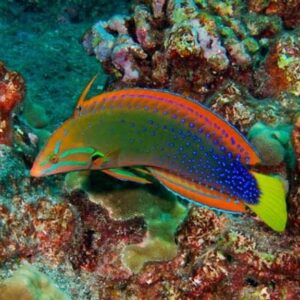 Red Coris Wrasse