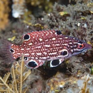 Red Diana Hogfish