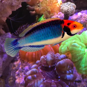 Red Head Solon Fairy Wrasse