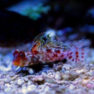Red Scooter Blenny Dragonet