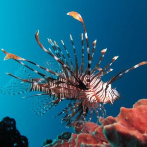 Red Volitan Lionfish