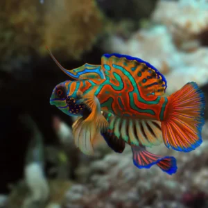 Red Mandarin