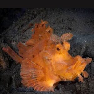Rhinopias Scorpionfish