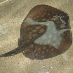 Round stingray