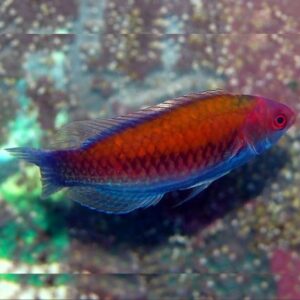 Ruby Head Fairy Wrasse
