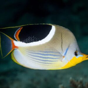 Saddleback Butterflyfish