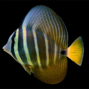 Sailfin Tang