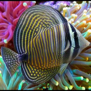 Sailfin Tang - Desjardini Paratus Red Sea