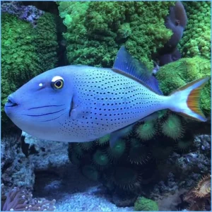 Sargassum Triggerfish