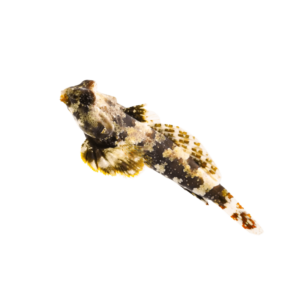 Scooter Blenny